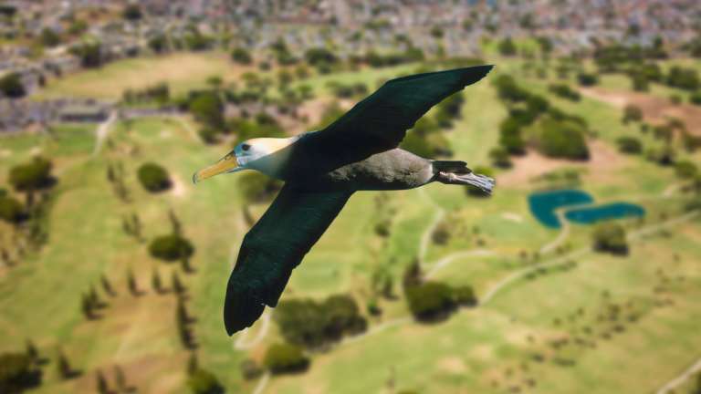 Albatros beim Golf – Der seltene Lieblingsvogel aller Golfspieler